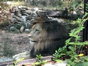 Bucharest-Zoo