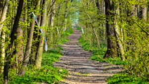 Băneasa Forest